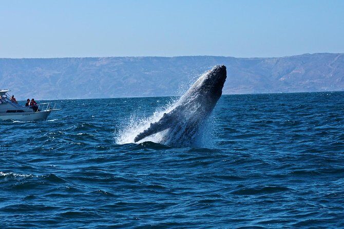 Humpback whales Watching + Samana Eco-Tour - Practical Details and What to Expect