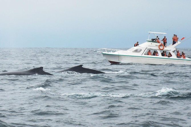 Humpback whales Watching + Samana Eco-Tour - Who Would Love This Tour?