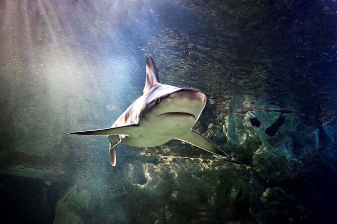 Hunstanton SEA LIFE Sanctuary General Admission Ticket - A Closer Look at Hunstanton SEA LIFE Sanctuary