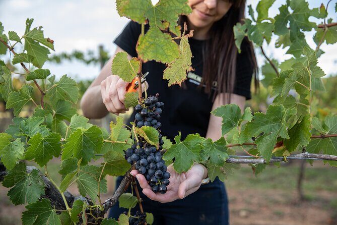 Hunter Valley Premium Tastings with Lunch - Key Points
