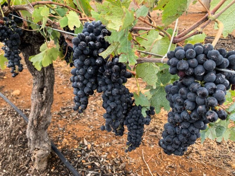 Hunter Valley: Private Day Tour from Sydney with Your Crew! - Who Should Consider This Tour?