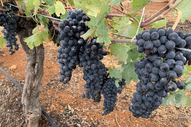 Hunter Valley Private Tour - The Sum Up: A Flexible, Authentic Hunter Valley Experience