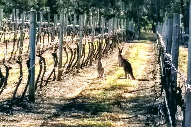Hunter Valley wine and cheese starting from the Hunter region - The Experience: What You Can Expect