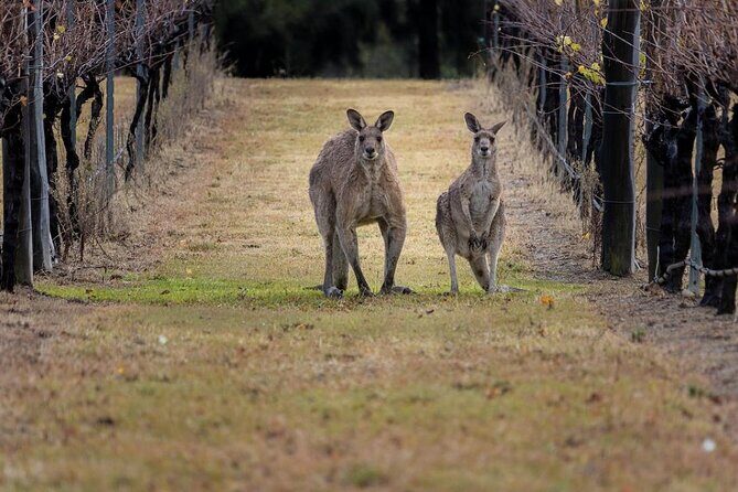 Hunter Valley Wine Tasting - FAQs