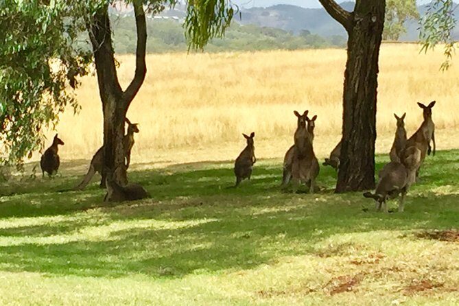 Hunter Valley Wine Tasting Private Tour From Sydney - Frequently Asked Questions