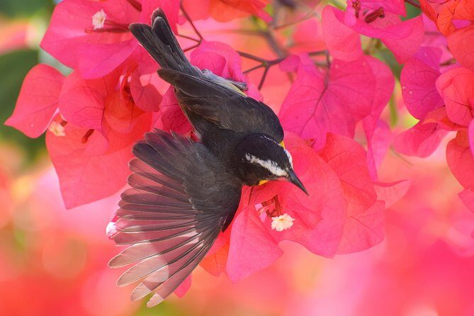 Hunte's Garden and St Nicholas Abbey small group Barbados tour - A Deep Dive into the Barbados Tour Experience