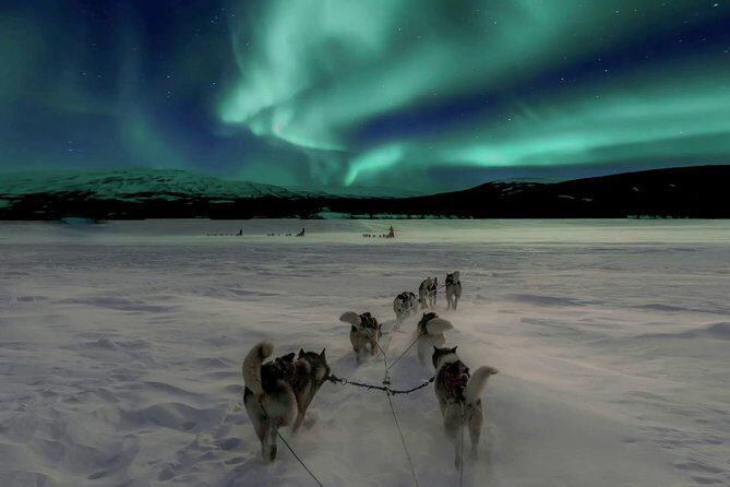 Hunting Northern Lights with Husky - A Complete Review of the Hunting Northern Lights with Husky Tour