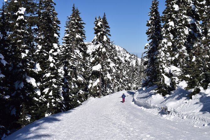 Hurricane Ridge Guided Snowshoe Tour in Olympic National Park - Why Choose This Tour?