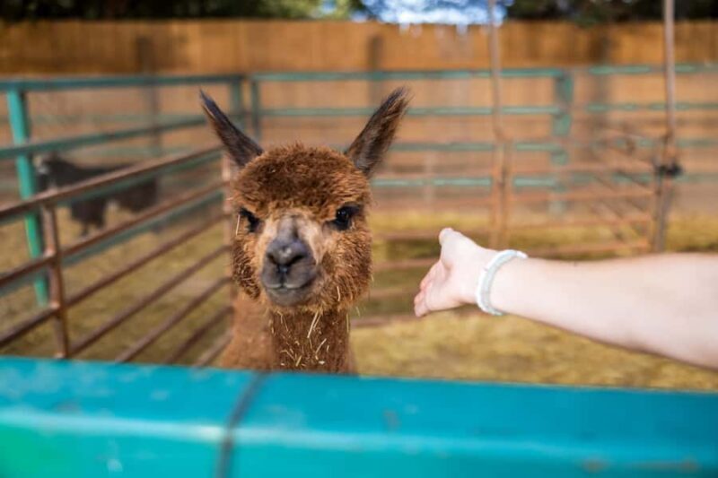 Hurricane, Utah: Guided Farm Tour with Animal Feeding - Hurricane, Utah: Guided Farm Tour with Animal Feeding