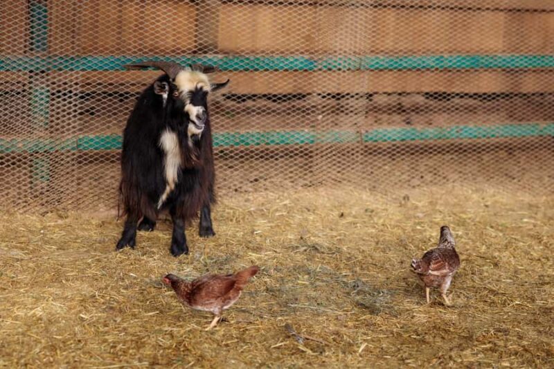 Hurricane, Utah: Guided Farm Tour with Animal Feeding - FAQ