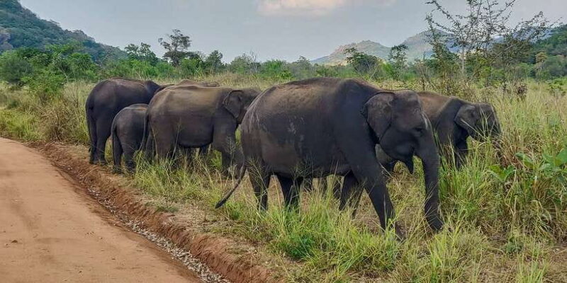 Hurulu Eco Park: 3-Hour Morning or Evening Safari - Key Points