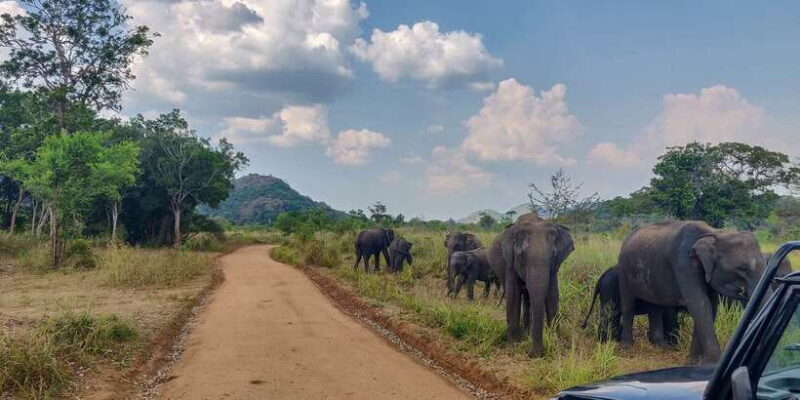 Hurulu Eco Park: 3-Hour Morning or Evening Safari - An In-Depth Look at the Hurulu Eco Park Safari