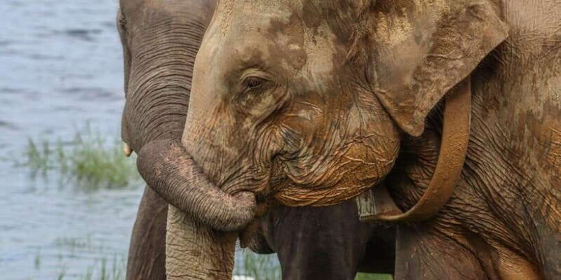 Hurulu Eco Park Habarana Elephant Safari including tickets - What Makes Hurulu Eco Park a Special Destination