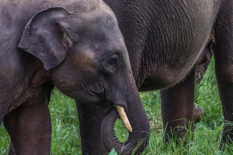 Hurulu Eco Park Habarana Elephant Safari including tickets - The Journey and Its Highlights