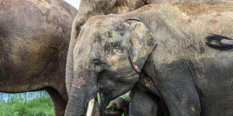 Hurulu Eco Park Habarana Elephant Safari including tickets - Authentic Experiences Highlighted in Reviews