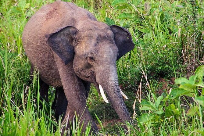 Hurulu Eco Park Private Safari with Naturalist - Exploring the Hurulu Eco Park Safari: What to Expect