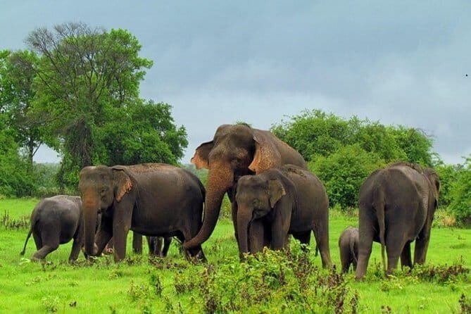 Hurulu Eco Park Safari From Sigiriya - Key Points