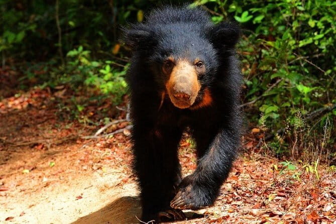Hurulu Eco Park Safari From Sigiriya - Who Will Love This Safari?