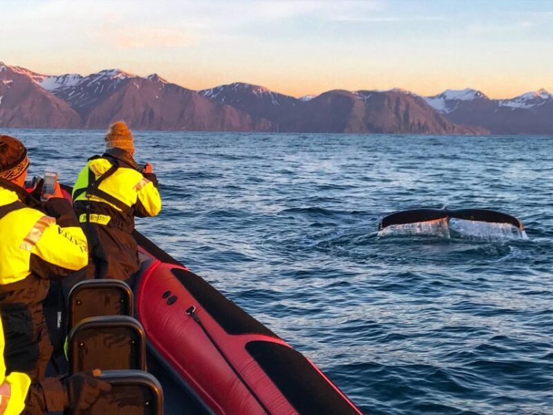 Húsavík: Big Whales and Puffin Island Speedboat Tour - Exploring the Tour in Detail