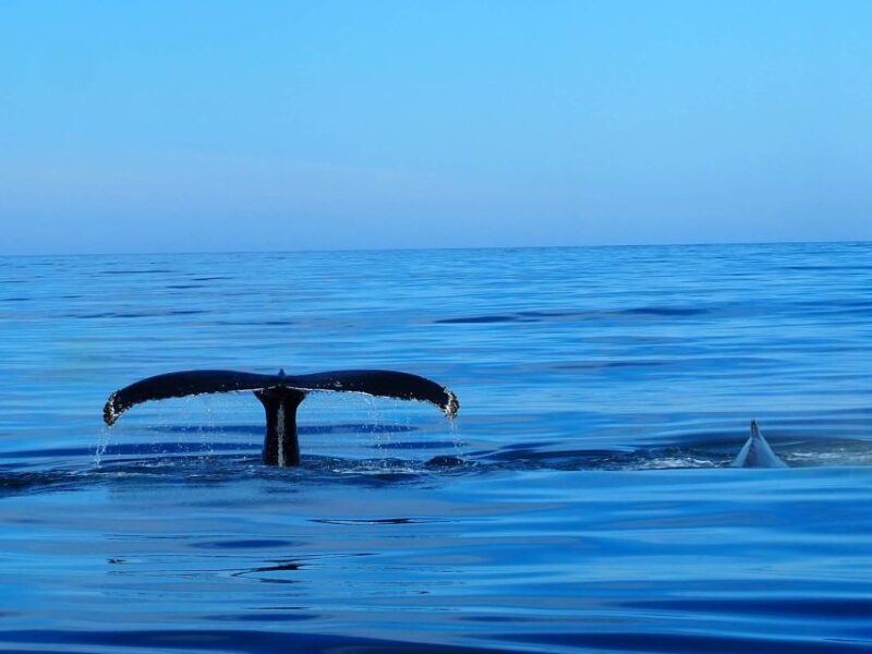 Húsavík: Big Whales and Puffin Island Speedboat Tour - Frequently Asked Questions