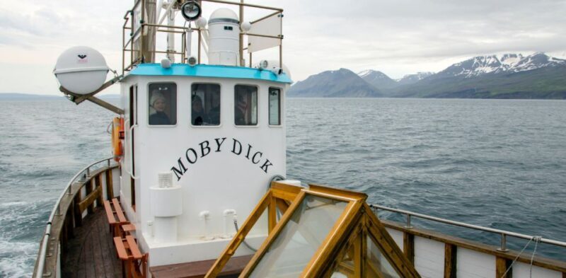 Húsavík: Family-Run and Guided Whale Watching Tour - Key Points