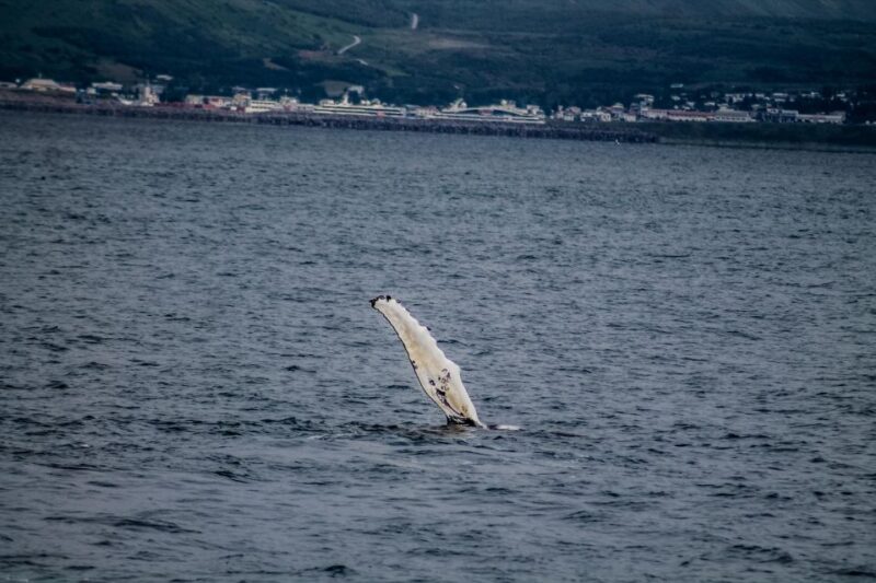 Húsavík: Family-Run and Guided Whale Watching Tour - Final Thoughts: Is It Worth It?