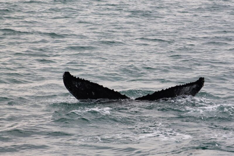 Húsavík: Family-Run and Guided Whale Watching Tour - FAQs