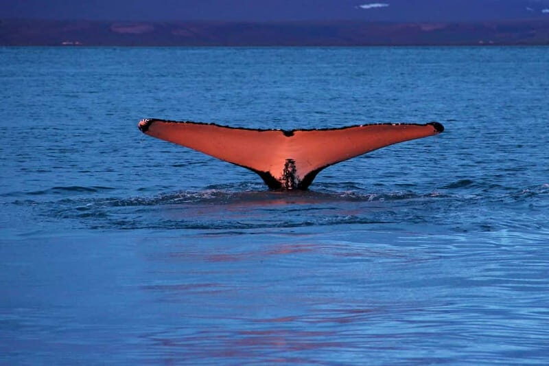 Húsavík: Traditional Whale Watching by Local Family Company - Key Points