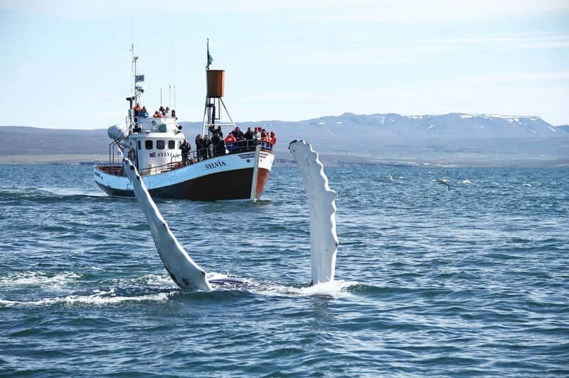 Húsavík: Traditional Whale Watching by Local Family Company - A Close Look at the Experience