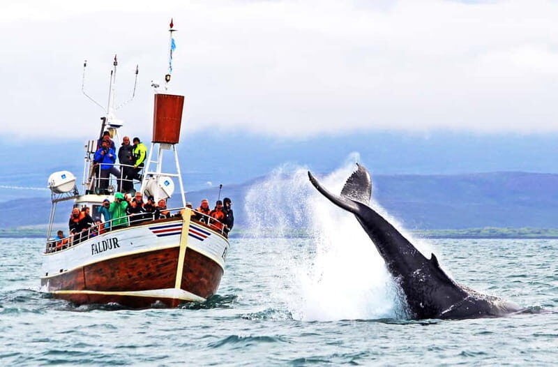Húsavík: Traditional Whale Watching by Local Family Company - Price and Value