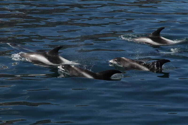 Húsavík: Traditional Whale Watching by Local Family Company - Why Choose This Tour?