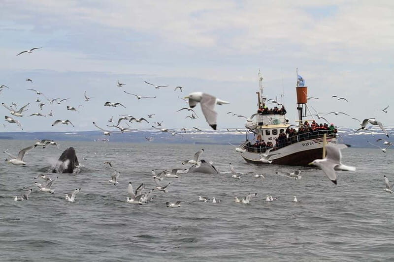 Húsavík: Traditional Whale Watching by Local Family Company - FAQ