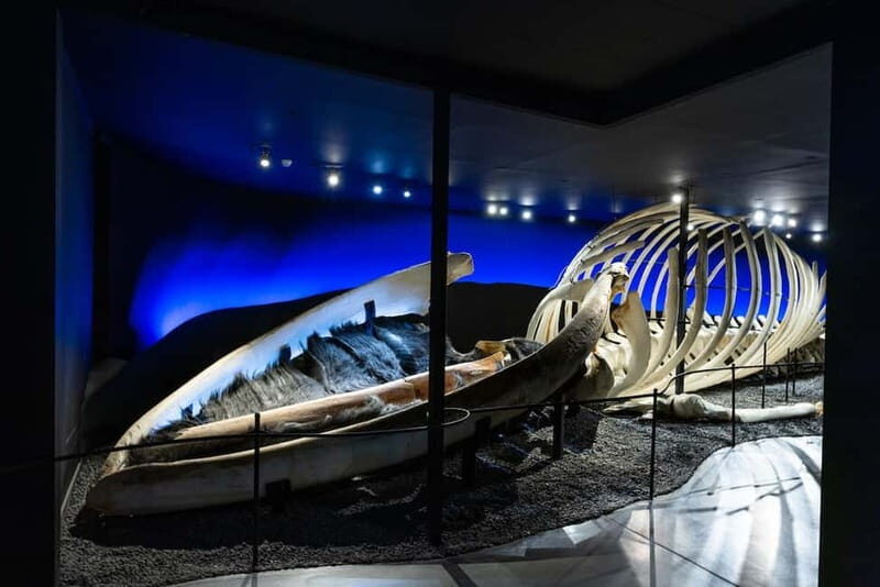 Húsavík: Whale Museum Entry Ticket - Why This Museum Stands Out
