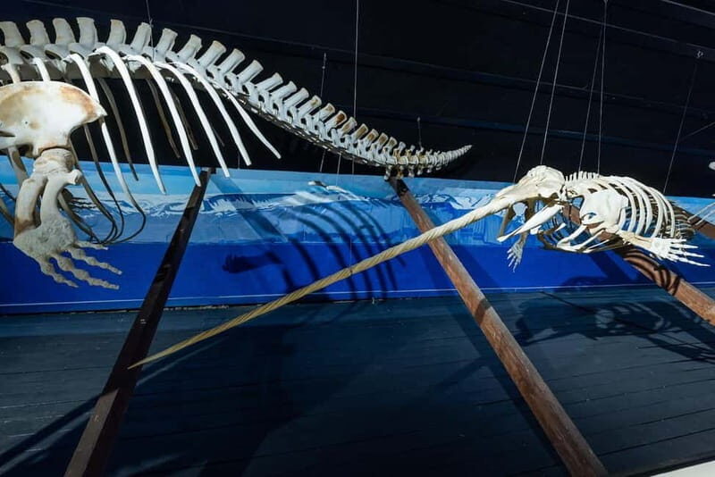Húsavík: Whale Museum Entry Ticket - Who Will Love This Experience?