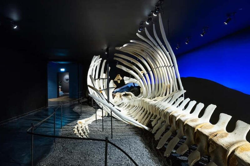 Húsavík: Whale Museum Entry Ticket - Final Thoughts
