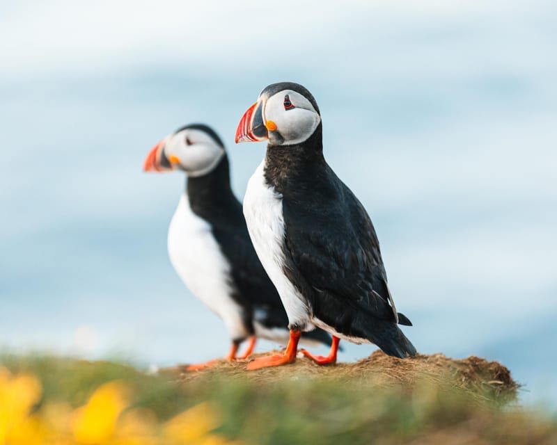 Húsavík: Whale-Watching Cruise and Puffins Guided Tour - The Itinerary: What’s on the Agenda?