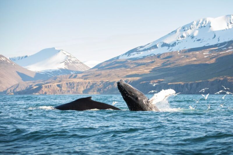 Húsavík: Whale-Watching Cruise and Puffins Guided Tour - The Downsides and Considerations