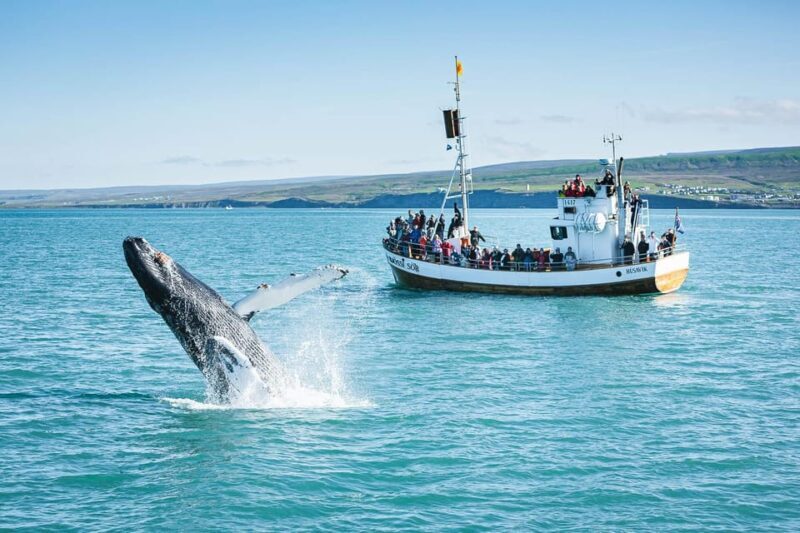 Húsavík: Whale-Watching Cruise and Puffins Guided Tour - Who Will Love This Tour?