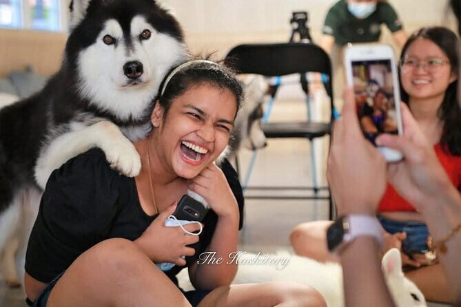 Huskitory Connecting People and Dogs - Exploring Huskitory Connecting People and Dogs in Melaka