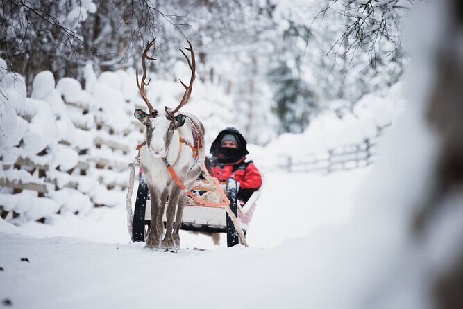 Husky and Reindeer Experience - Final Thoughts: Who Should Consider This Tour?
