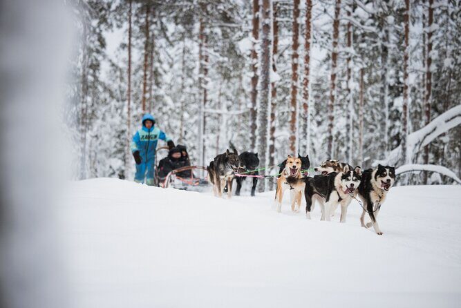Husky and Reindeer Experience - Final Verdict