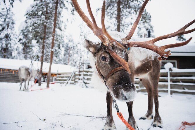 Husky and Reindeer Experience With Snowmobiling - Final Thoughts: Is It Worth It?