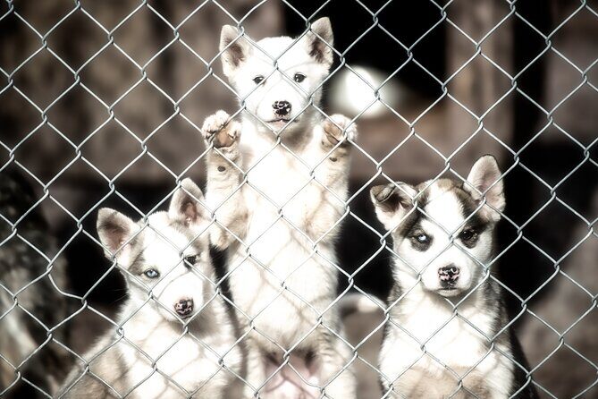 Husky cuddle at Fjälläventyr Dog Park - admission ticket - A Closer Look at the Fjälläventyr Dog Park Experience