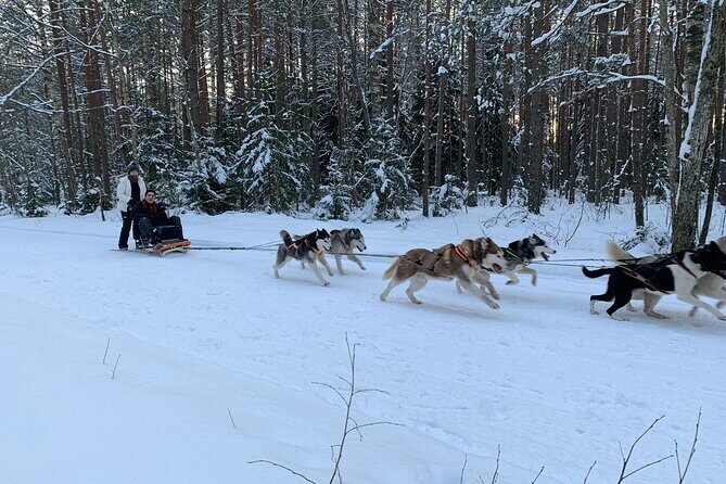 Husky dog sled/bike kart ride in Latvia ~ 3h group tour from Riga - In-Depth Review: A Genuine Look at Latvia’s Husky Experience
