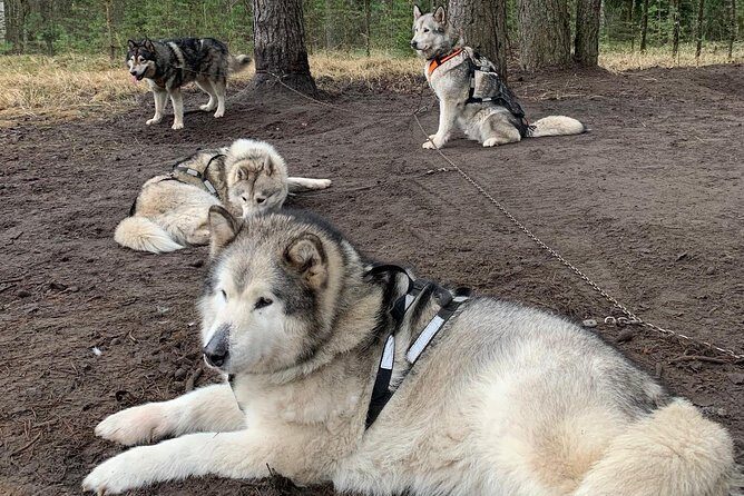 Husky dog sled/bike kart ride in Latvia ~ 3h group tour from Riga - FAQ: Your Questions About the Latvia Husky Tour