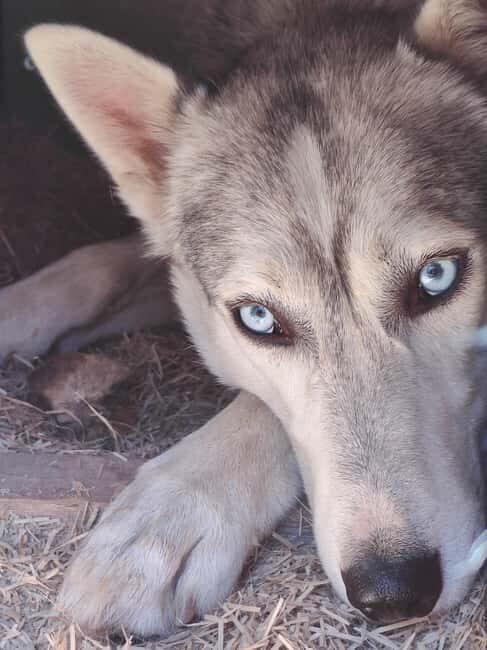 Husky Farm Visit with HuskySled Ride and Campfire - Key Points
