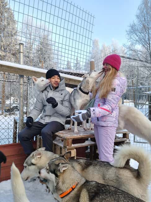 Husky Farm Visit with HuskySled Ride and Campfire - The Sum Up: An Unforgettable Arctic Encounter