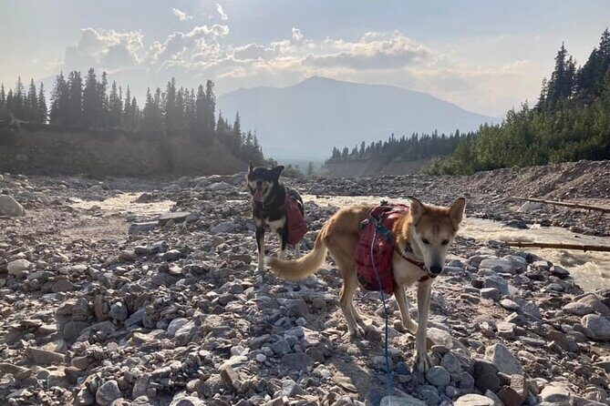 Husky Hike and Forest Adventure - Final Thoughts: Who Will Love This?