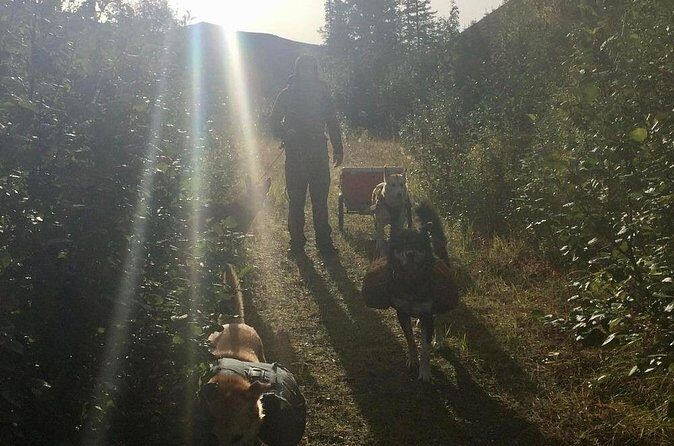 Husky Hike and Forest Adventure - FAQ