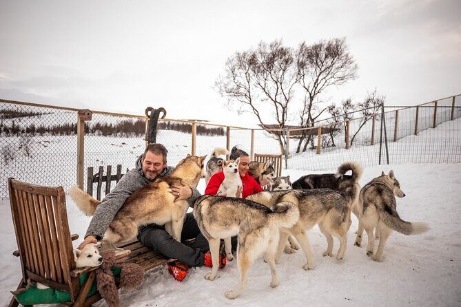 Husky Petting in Akureyri (private) - Husky Petting in Akureyri (private): A Heartwarming Arctic Encounter